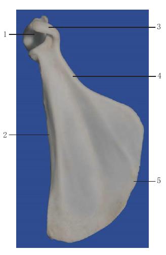 圖1-41 右肩胛骨腹面觀