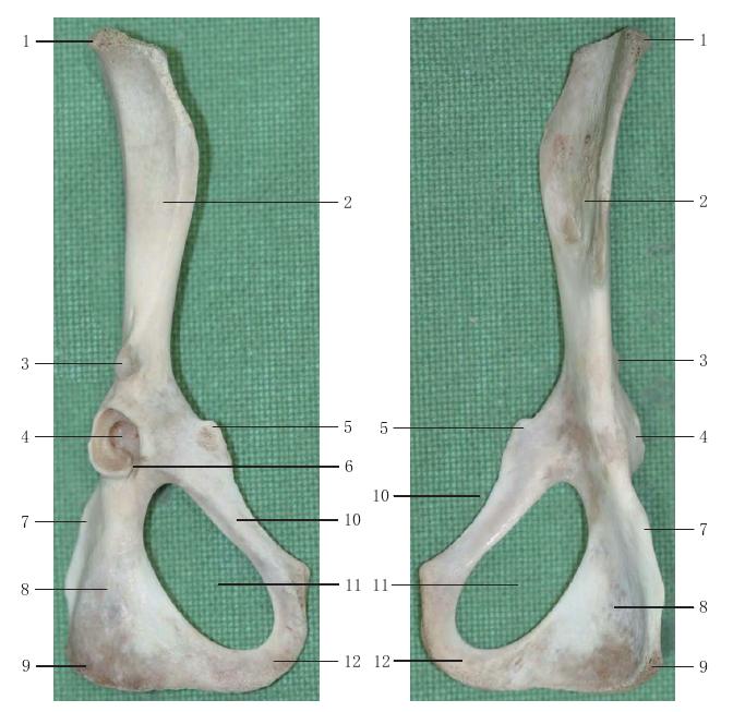 圖1-50 右髖骨外側(cè)面觀 圖1-51 右髖骨內(nèi)側(cè)面觀