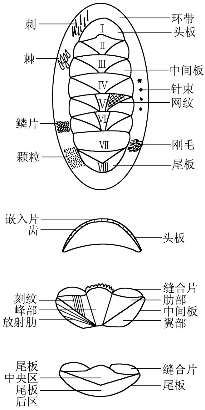 1.1 多板綱