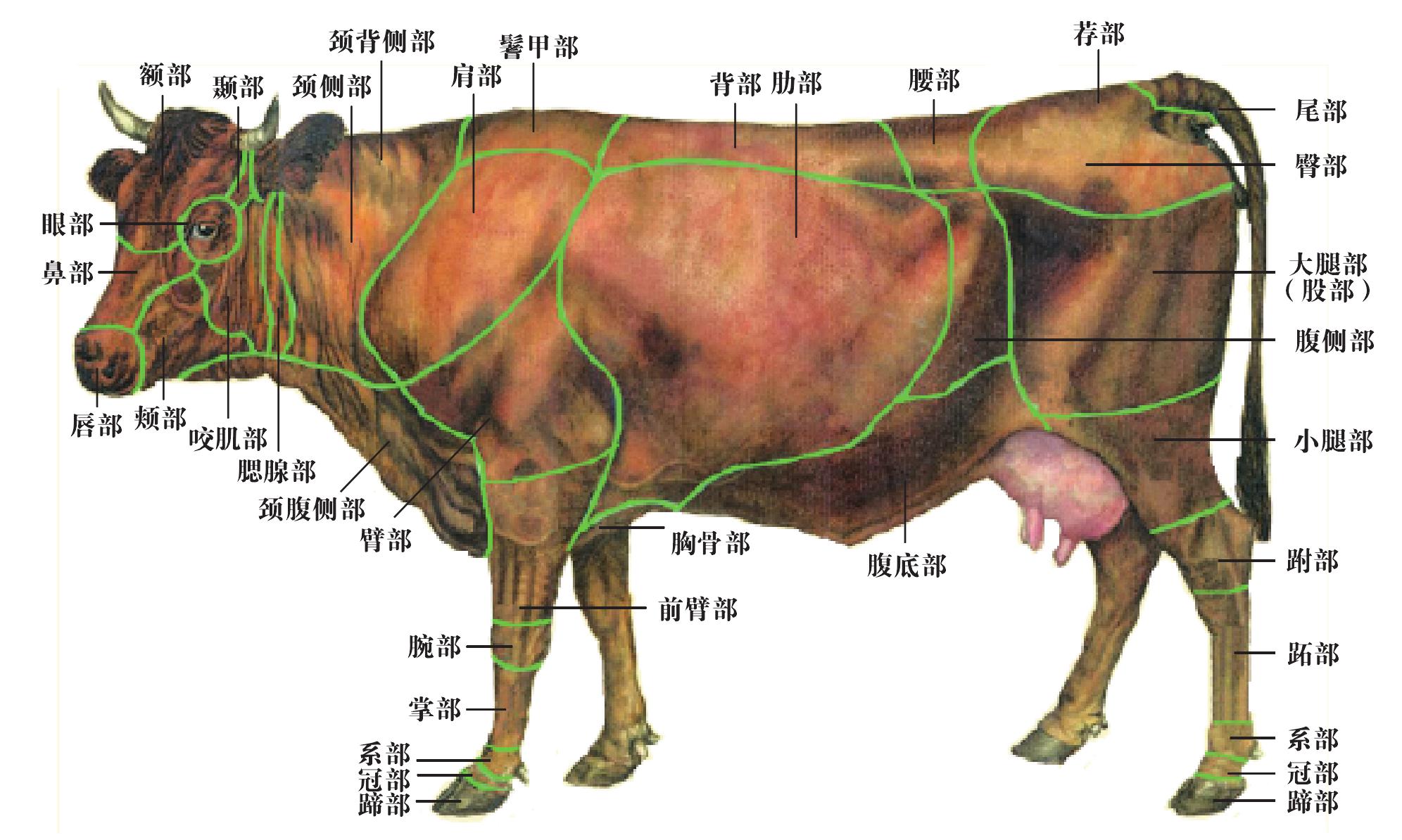 一、畜體各部位名稱