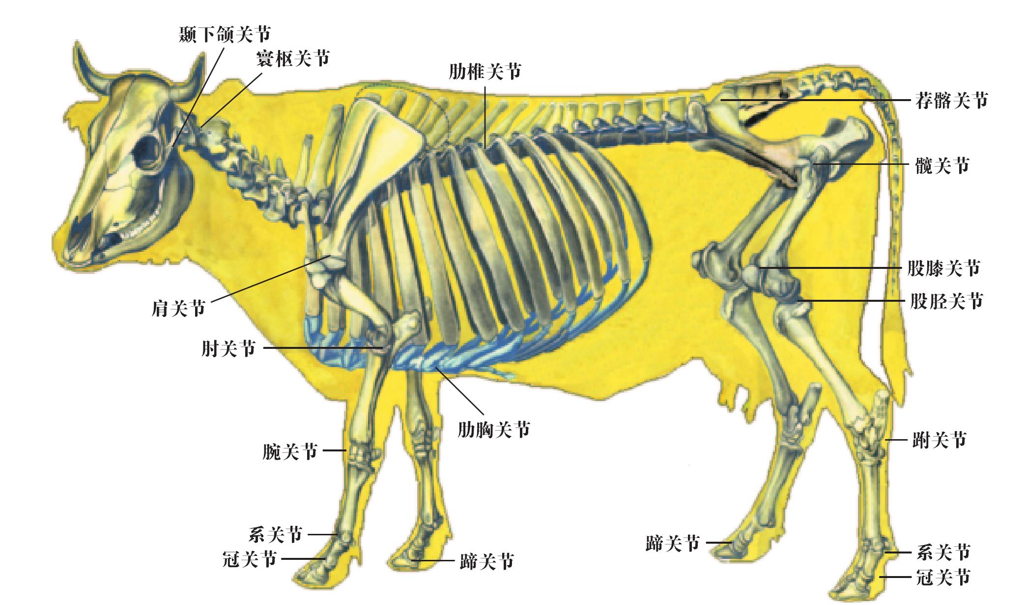 二、骨連結(jié)