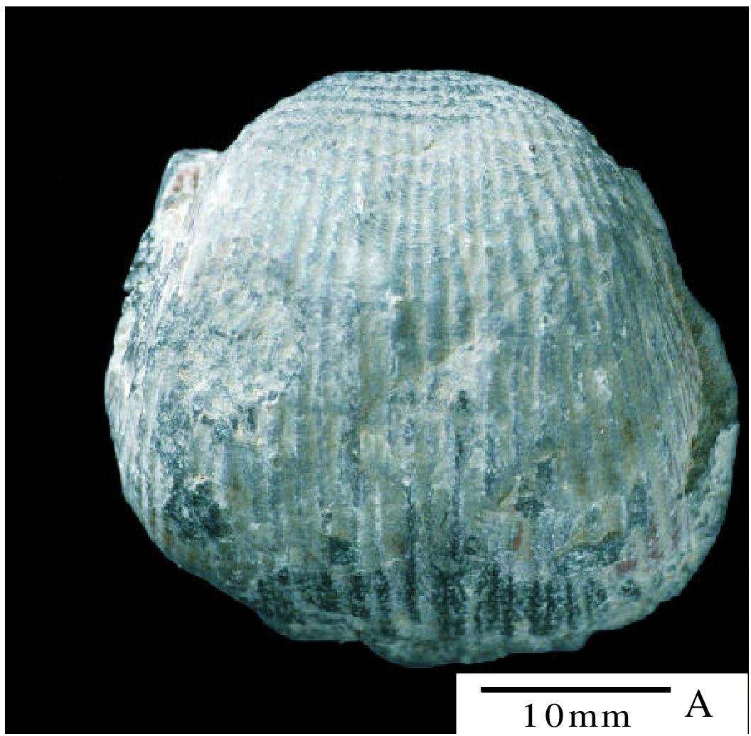 Dictyoclostus M uir — Wood，1930