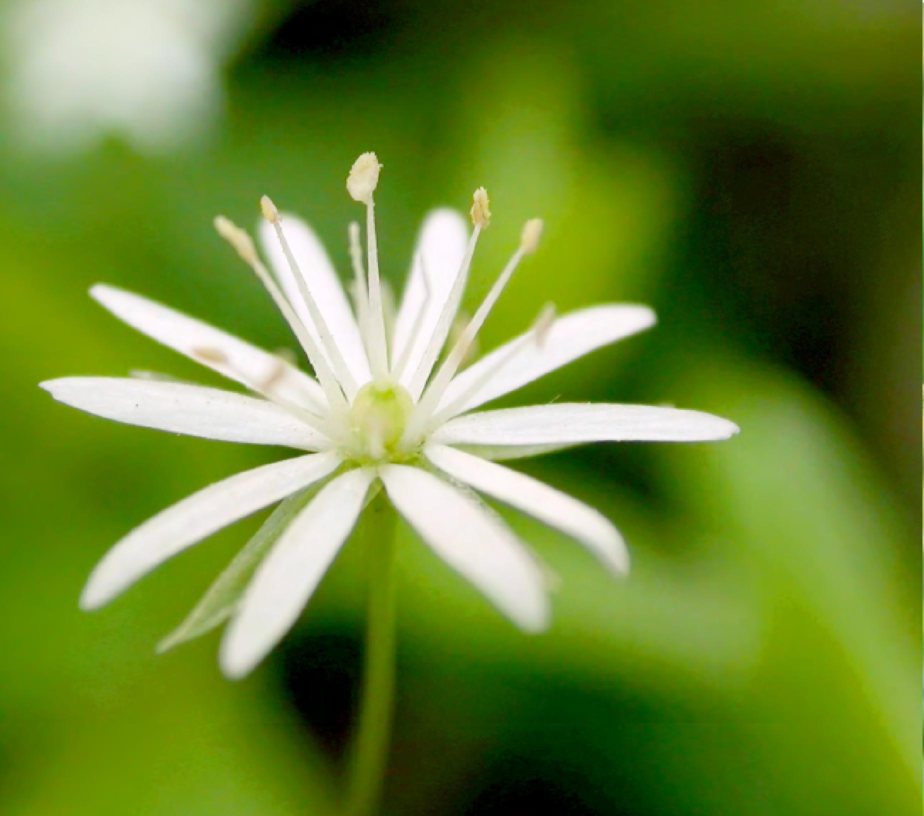 中國(guó)繁縷