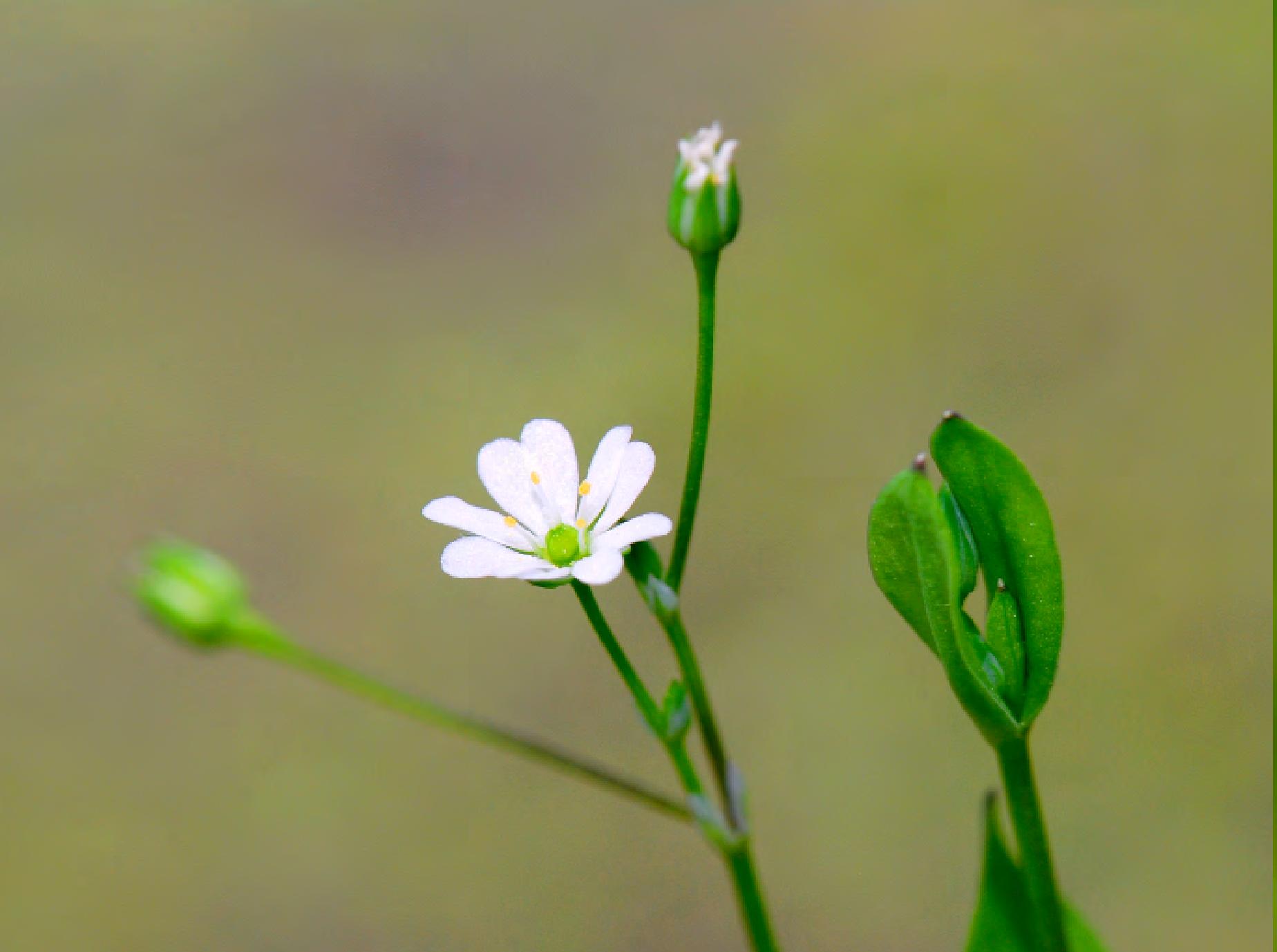 雀舌草