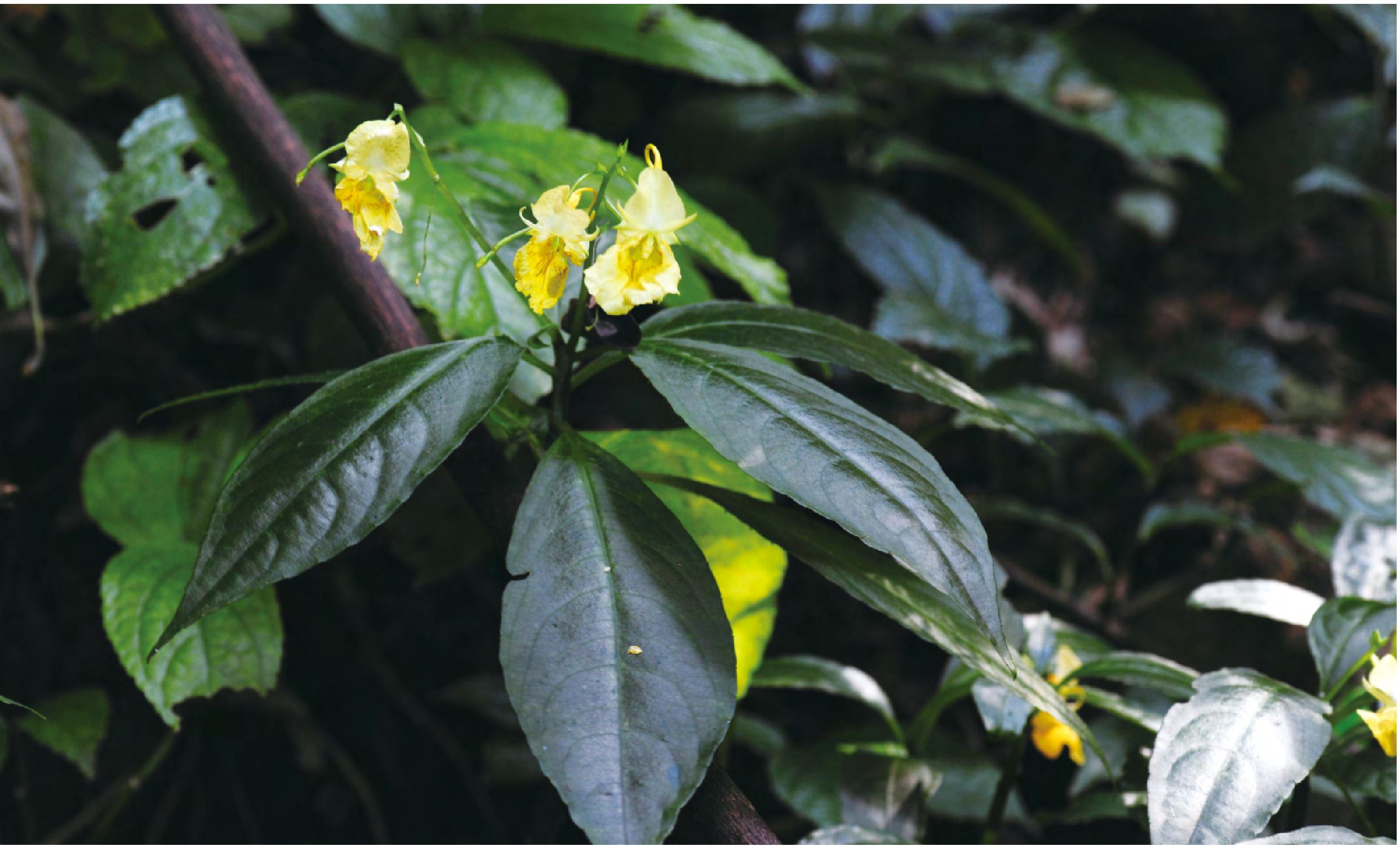 香港鳳仙花