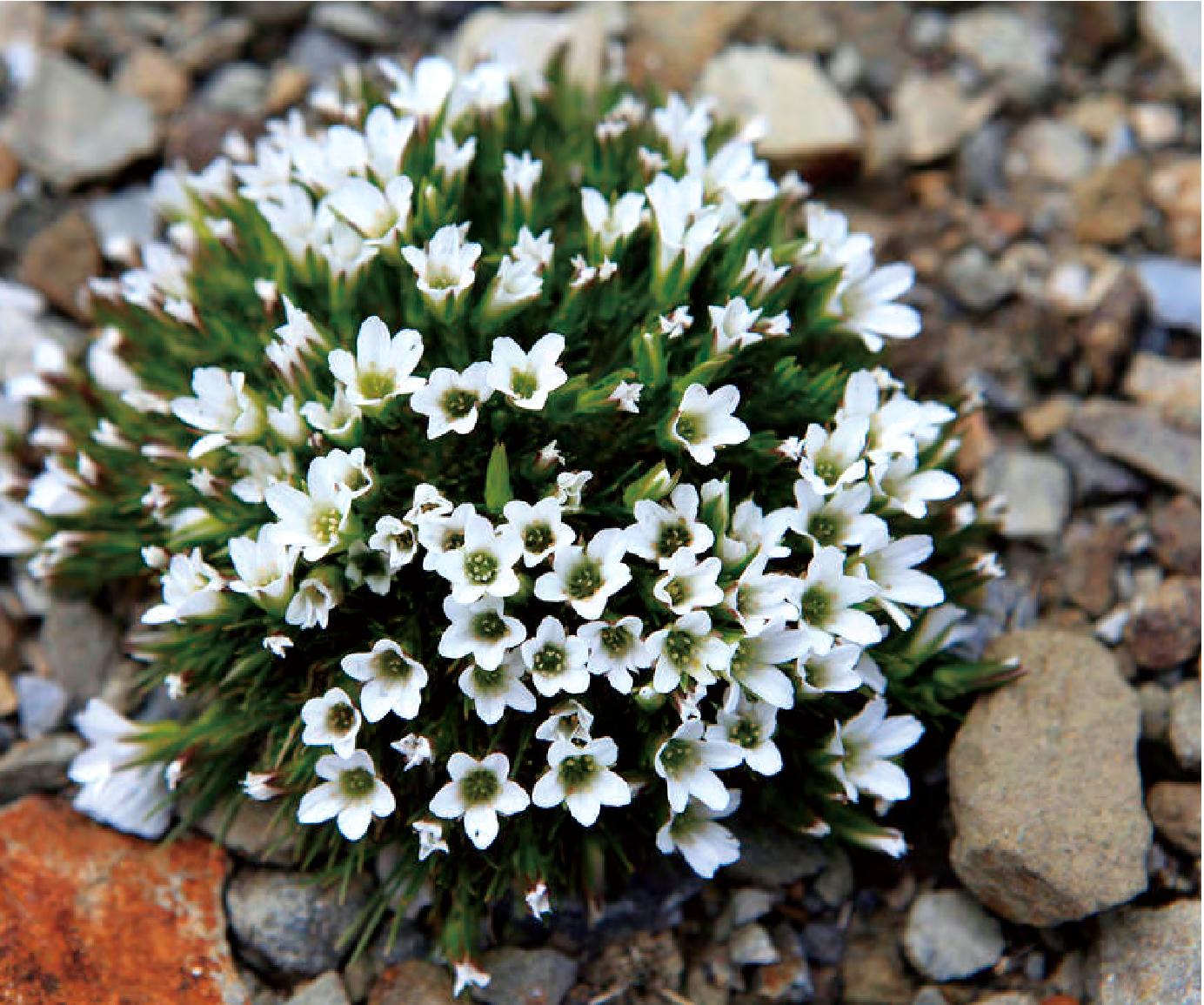 雪靈芝