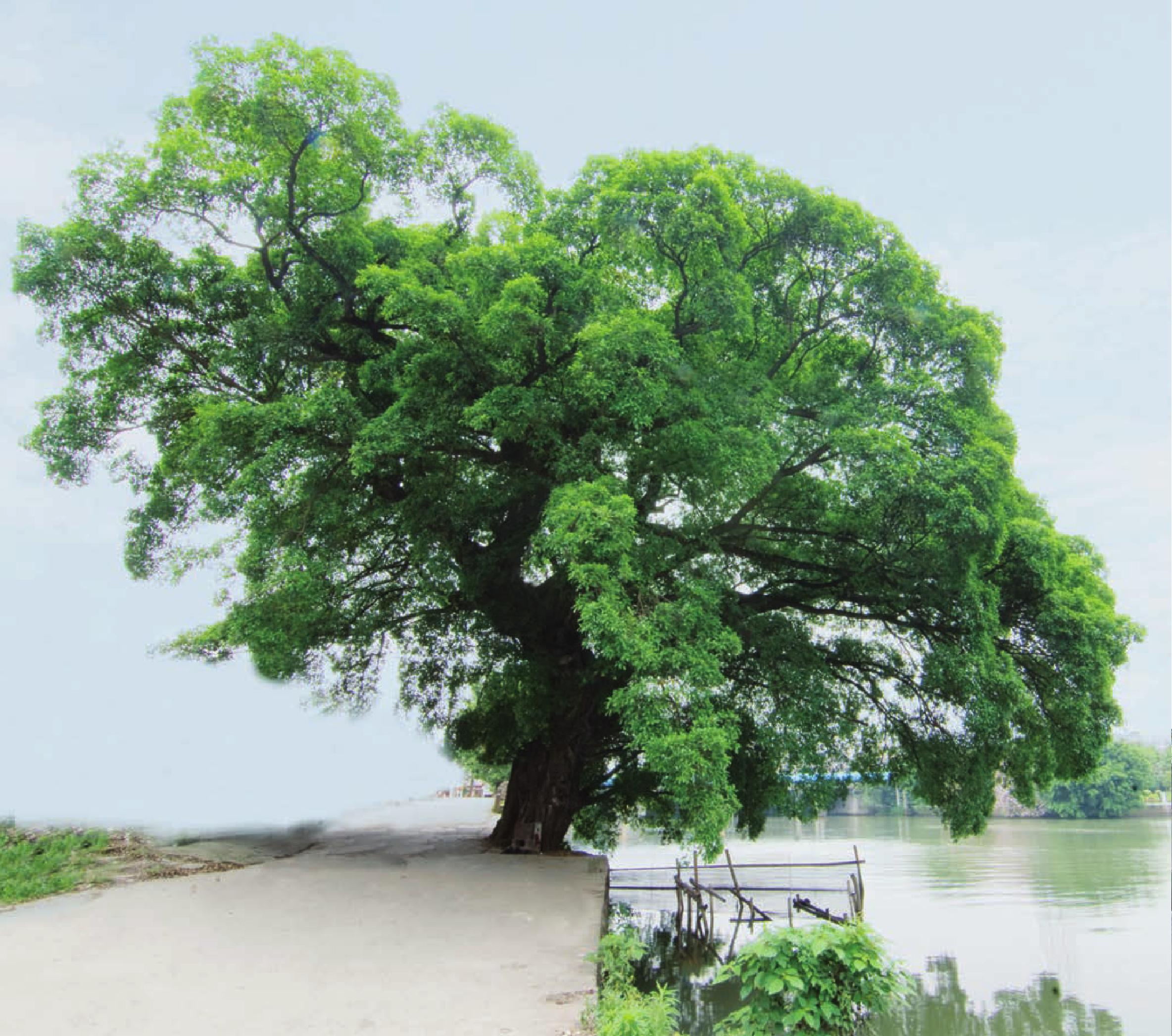 南匯街道麗田北路2號(hào)河邊 榕樹