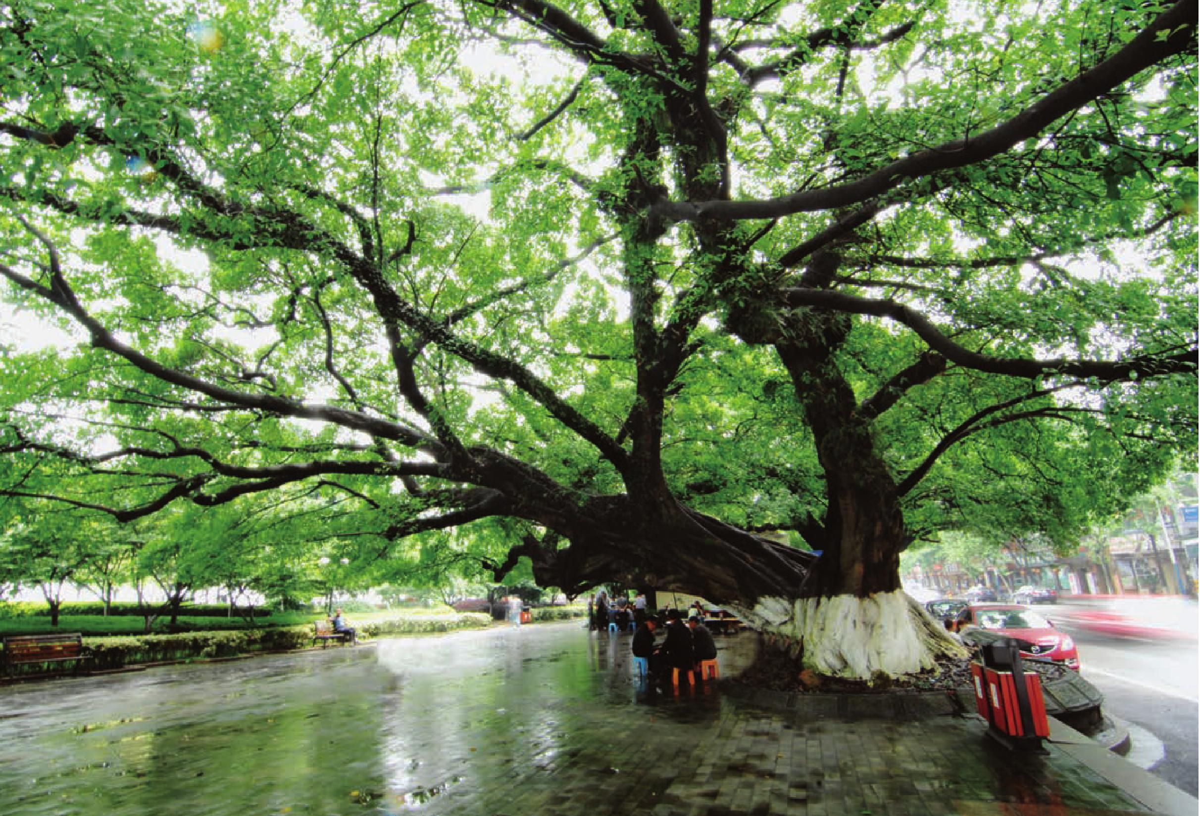 江心嶼景區(qū)博物館東首路邊 榕樹