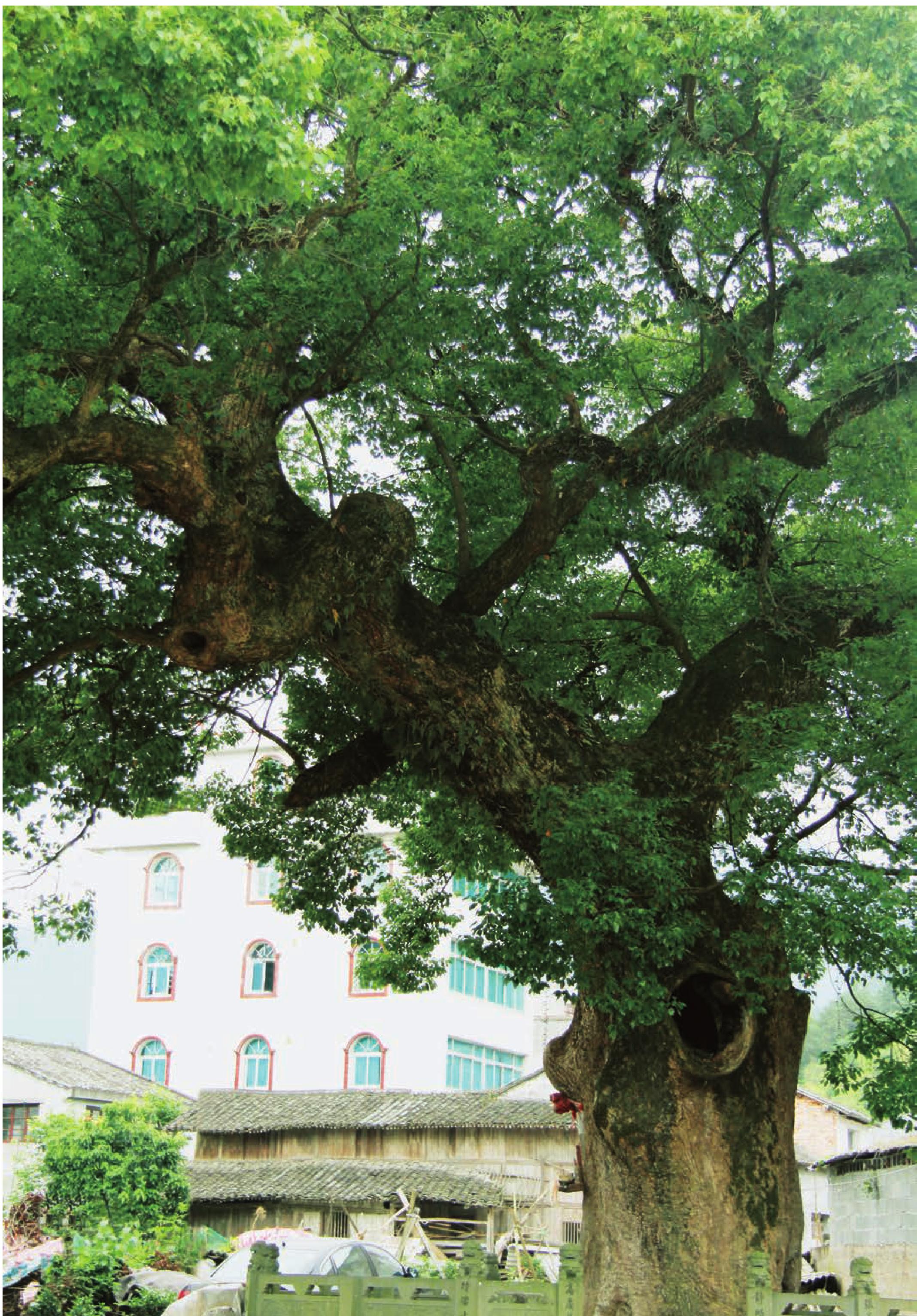 淡溪鎮(zhèn)梅岙村 樟樹(shù)