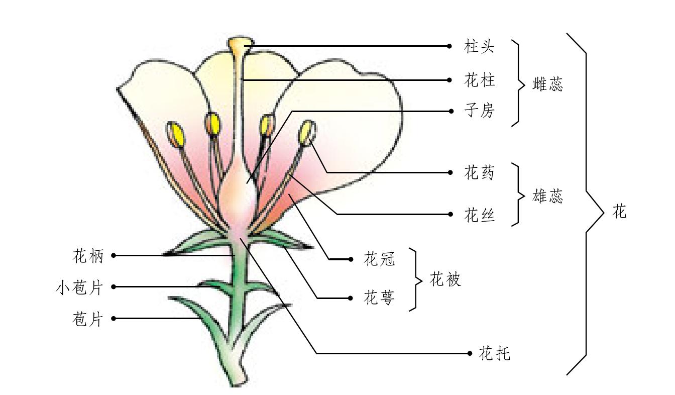 認(rèn)識(shí)野菜的“花”