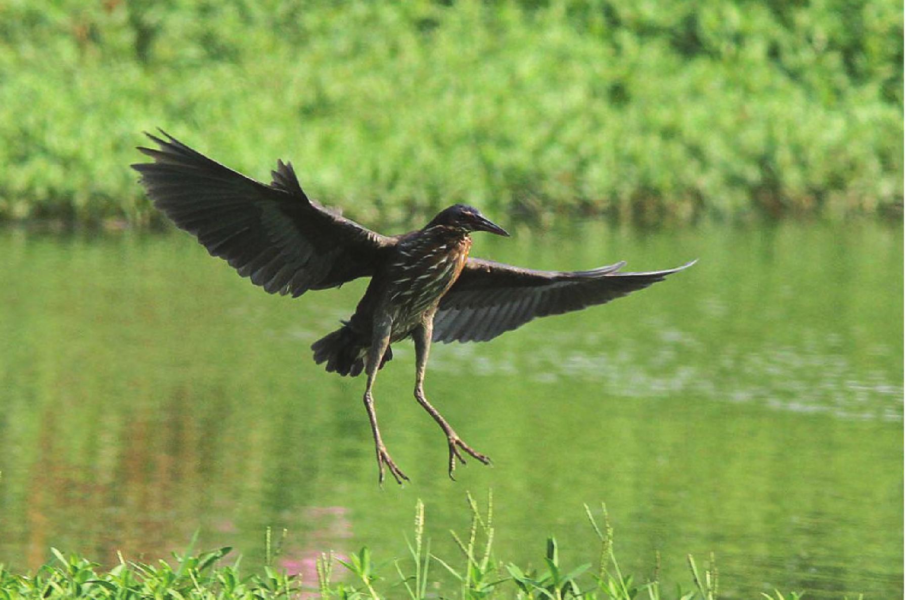 黑鳽