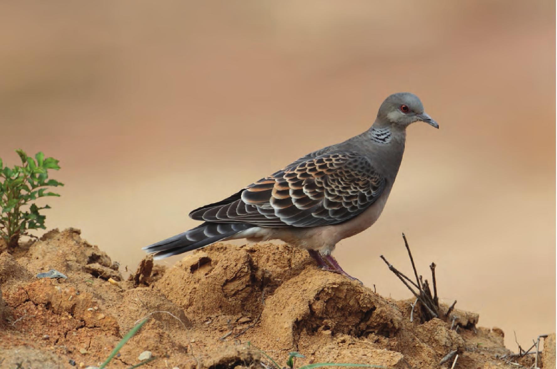 山斑鳩