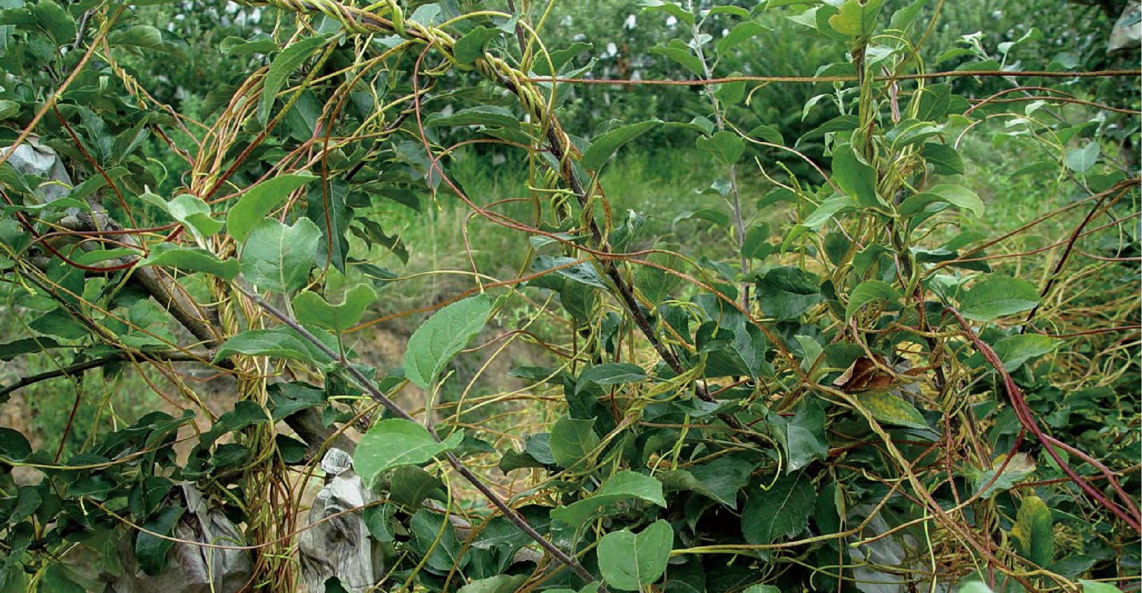 菟絲子為害蘋(píng)果樹(shù)