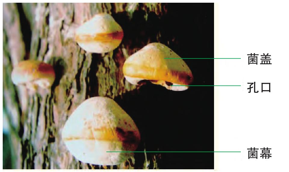 非褶菌類子實體形態(tài)結構