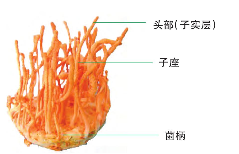 子囊菌類子實體形態(tài)結(jié)構(gòu)