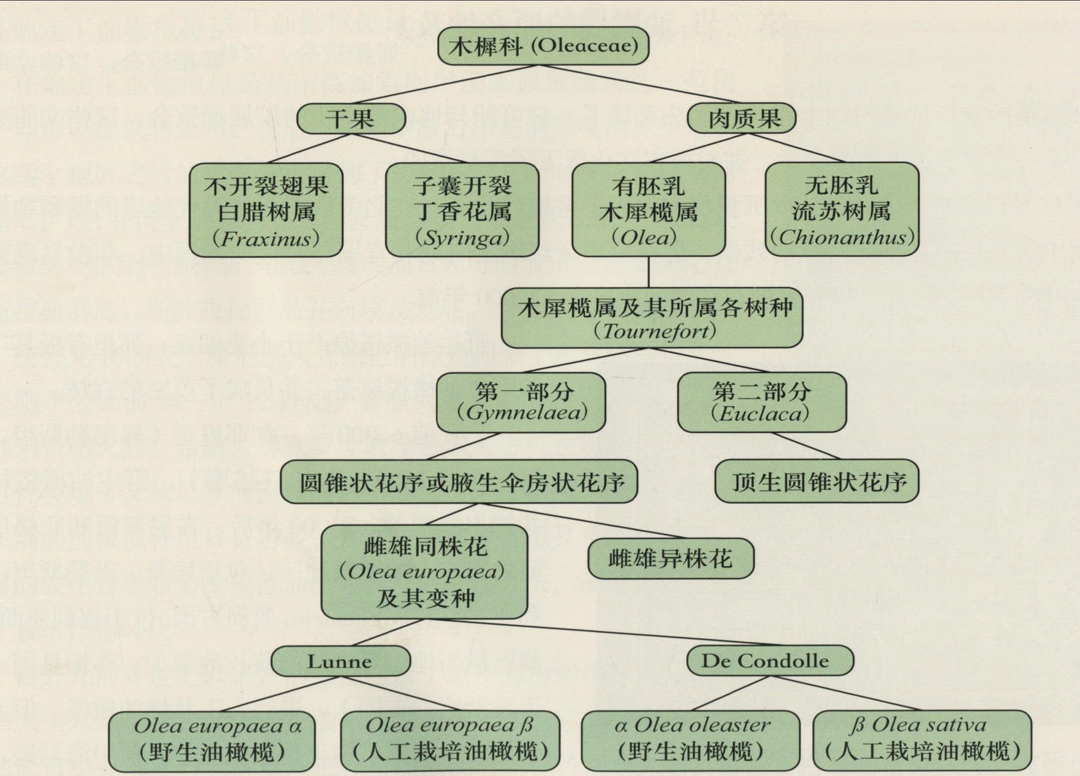 第一節(jié) 油橄欖屬植物起源及分類