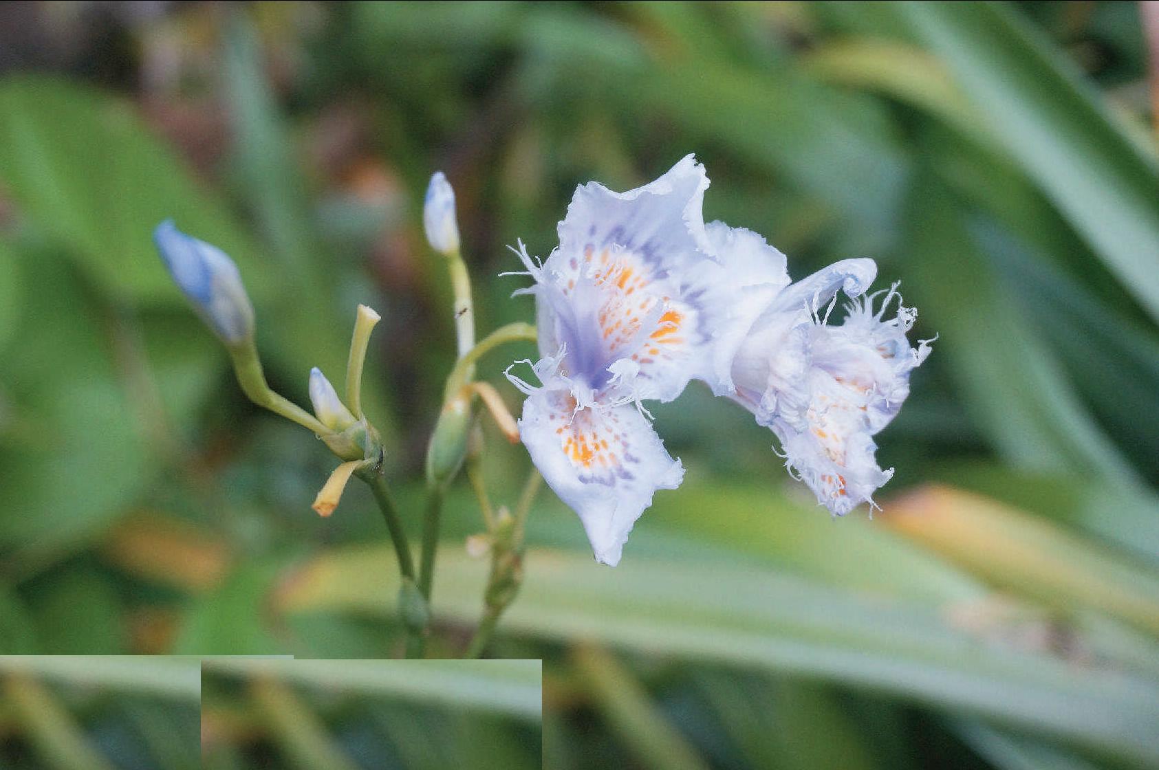 蝴蝶花