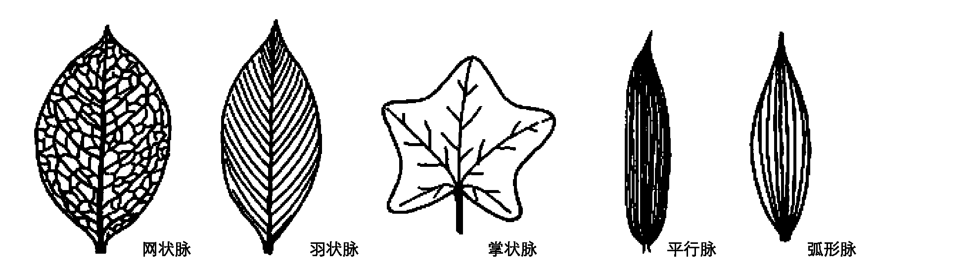 二、植物的器官