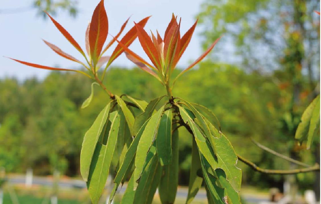 刨花楠