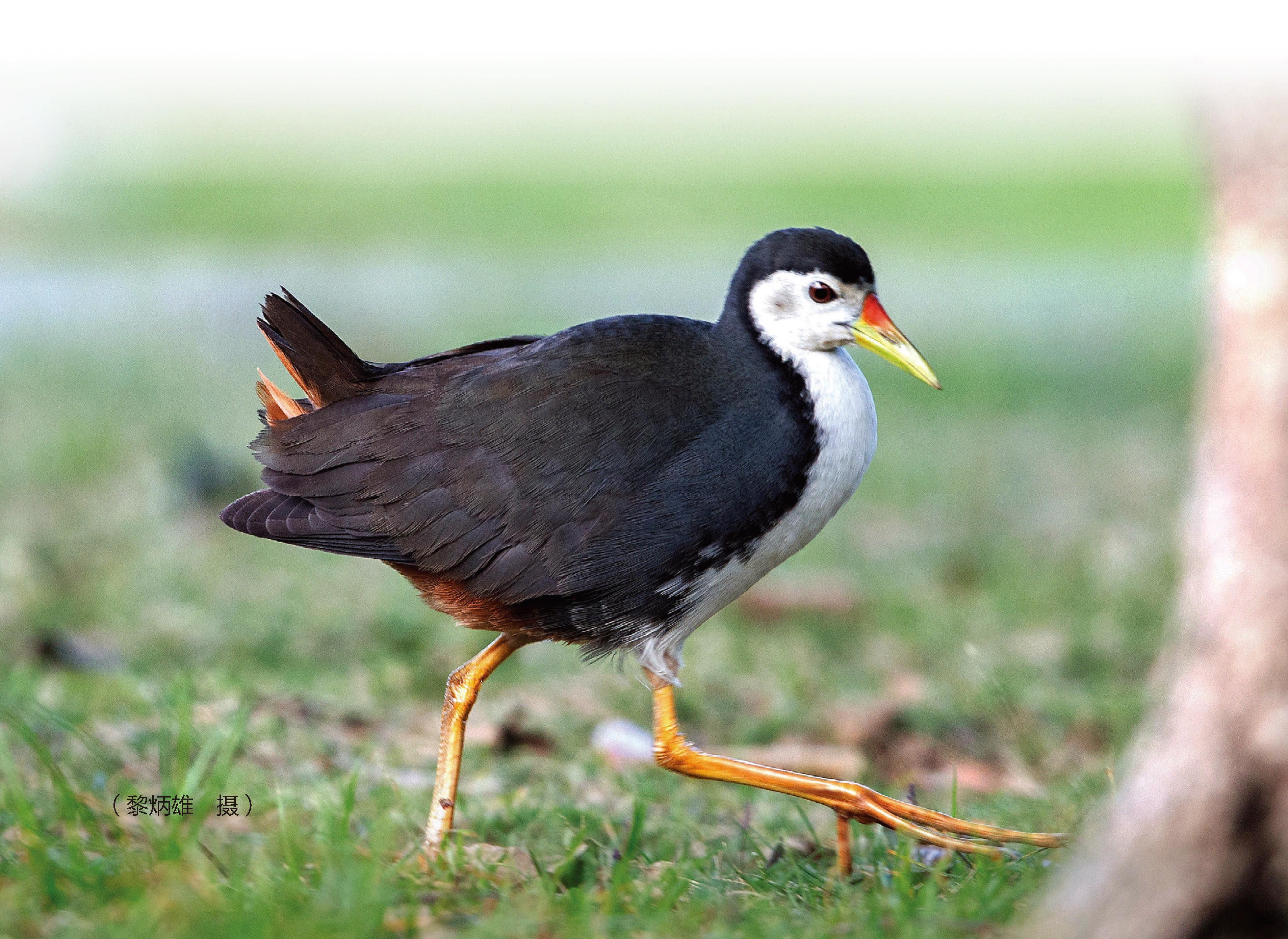 白胸苦惡鳥(niǎo)