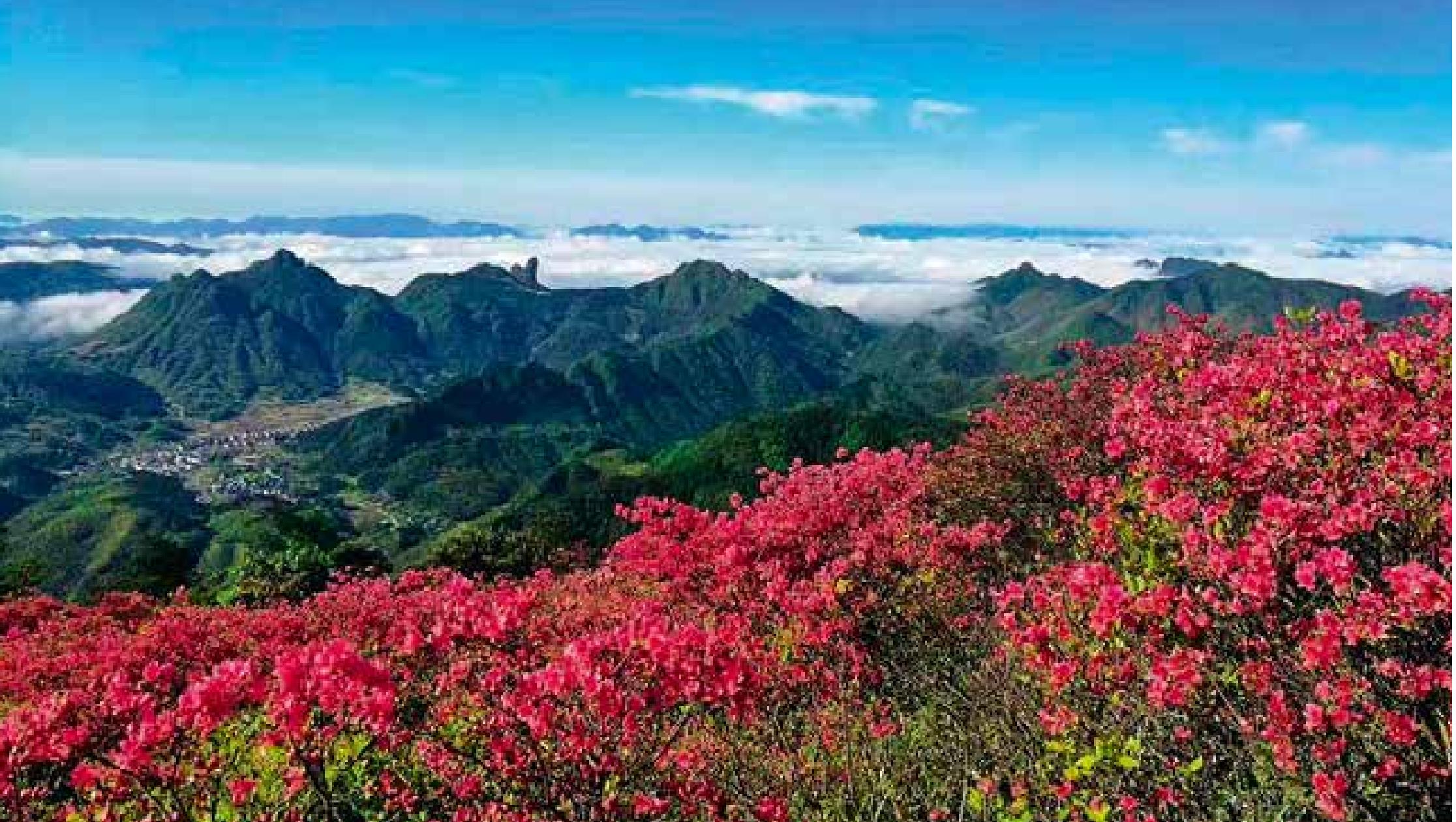 綠春湖—桃源尖十里杜鵑花古道:一條通向“花?！钡奶炻? style=