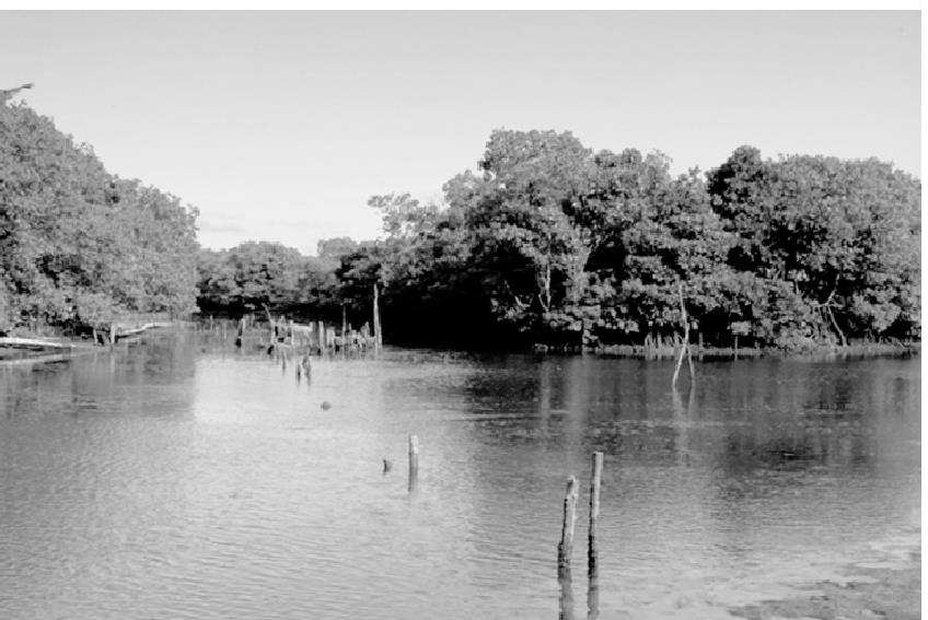 Dongzhaigang National Nature Reserve for Mangrove Forest