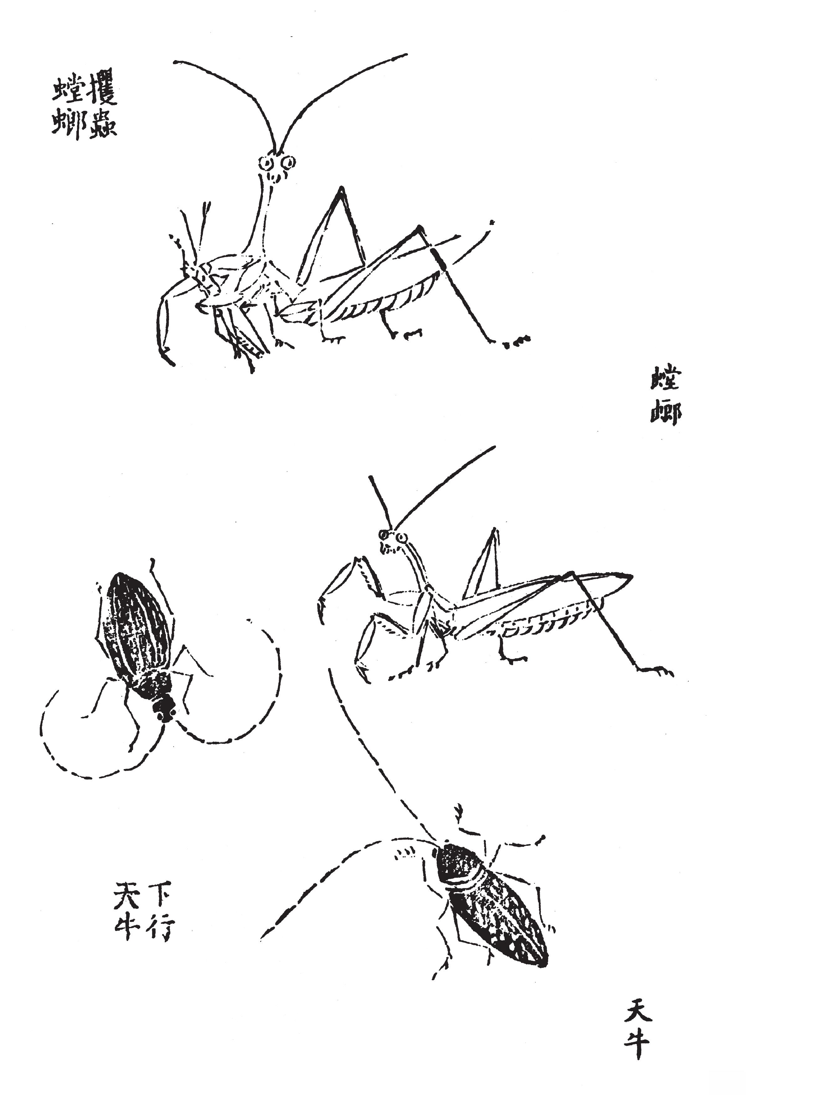 草蟲點(diǎn)綴式四 螞蚱 絡(luò)緯  天牛 螳螂