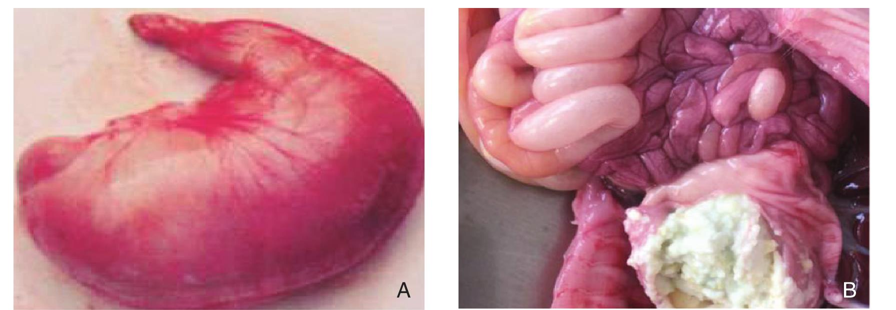 八、豬流行性腹瀉